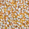 Yellow Corn