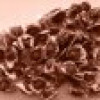 Malunggay Seed For Export
