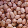 Peanut Kernels - Spanish type
