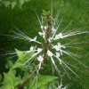 Clerodendranthus spicatus  P.E.
