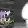 Colchicine